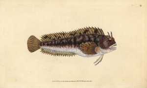 Tompot blenni, Parablennius gattorugine (Gattorugine, Blennius gattorugine). Håndfarget kobberplate tegnet og gravert av Edward Donovan fra hans Natural History of British Fishes, Donovan og FC og J. Rivington, London av Edward Donovan