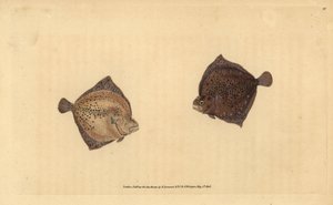Piggvar, Scophthalmus maximus (Cyclops flyndre, Pleuronectes cyclops). Håndfarget kobberplate tegnet og gravert av Edward Donovan fra hans Natural History of British Fishes, Donovan og F.C. og J. Rivington, London av Edward Donovan
