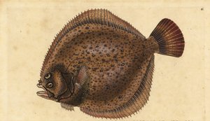 Piggvar, Scophthalmus maximus (Pleuronectes maximus). Håndfarget kobberplate tegnet og gravert av Edward Donovan fra hans Natural History of British Fishes, Donovan og F.C. og J. Rivington, London av Edward Donovan