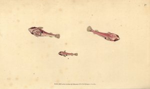 Toflekket klinfisk, Diplecogaster bimaculata bimaculata (Bimaculated sucker, Cyclopterus bimaculatus). Håndfarget kobberplate tegnet og gravert av Edward Donovan fra hans Natural History of British Fishes, Donovan og F.C. og J. Rivington, London av Edward Donovan