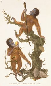 To primater på et tre, 1823 av Edward Donovan