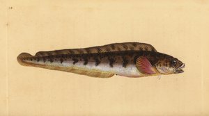Viviparus ålekvabbe, Zoarces viviparus (Viviparus blenni, Blennius viviparus). Håndfarget kobberplate tegnet og gravert av Edward Donovan fra hans Natural History of British Fishes, Donovan og F.C. og J. Rivington, London av Edward Donovan