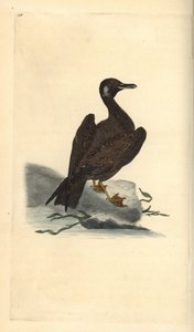 Vaskemåke, ung av svartbak, Larus marinus. Håndfarget kobberplate tegnet og gravert av Edward Donovan fra hans egen "Natural History of British Birds," London av Edward Donovan
