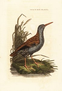Vannskinne, Rallus aquaticus av Edward Donovan
