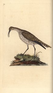 Whimbrel, Numenius phaeopus. Håndfarget kobberplate tegnet og gravert av Edward Donovan fra hans egen "Natural History of British Birds," London av Edward Donovan