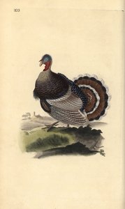 Vill kalkun, Meleagris gallopavo. Håndfarget kobberplate tegnet og gravert av Edward Donovan fra hans egen "Natural History of British Birds," London av Edward Donovan