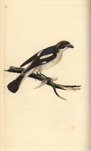 Tresnakkeskrike, senator fra Lanius. Håndfarget kobberplate tegnet og gravert av Edward Donovan fra hans egen "Natural History of British Birds," London av Edward Donovan