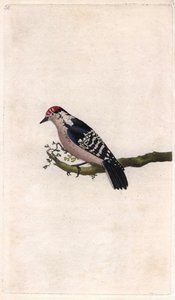Hakkespett. Dendrocopos minor (Picus minor). Kobberstikk av Edward Donovan (1768-1837), publisert i Natural History of British Birds, London av Edward Donovan