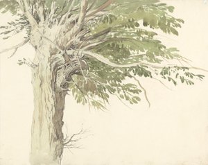 Studie av et pollardet tre - en pil av Edward Duncan
