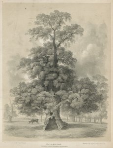 Elm i Hyde Park, London