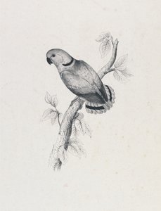  av Edward Lear