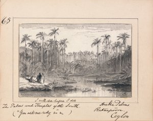 Areca Palms, Ratnapura, Ceylon - "Jeg vil se før jeg dør The Palms and Temples of the South" av Edward Lear