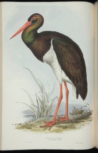 Black Stork, fra "The Birds of Europe" av John Gould av Edward Lear