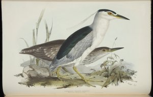 Common Night Heron, fra "The Birds of Europe" av John Gould av Edward Lear