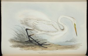 Great Egret, fra "The Birds of Europe" av John Gould av Edward Lear