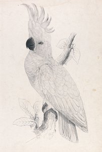  av Edward Lear