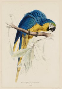 Macrocercus ararauna.  Blå og gul ara. av Edward Lear