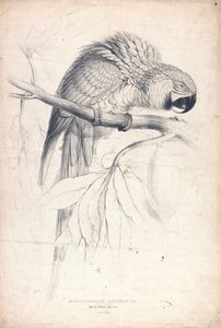  av Edward Lear