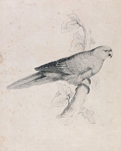  av Edward Lear