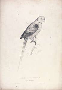 Palaeornia Columbiodes / Duvaparakitt (plate 31) av Edward Lear