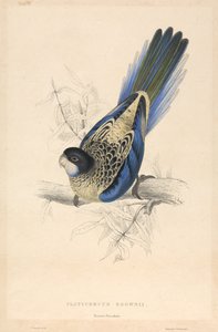  av Edward Lear