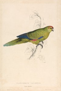  av Edward Lear