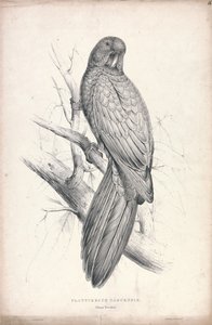  av Edward Lear
