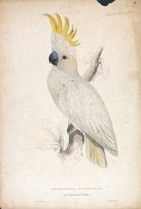  av Edward Lear