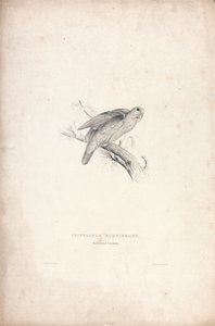  av Edward Lear