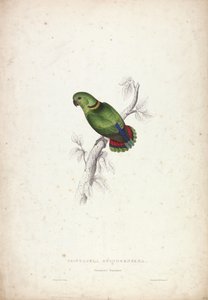  av Edward Lear