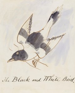 The Black and White Bird, fra seksten tegninger av tegneseriefugler (penn og blekk wc på papir)