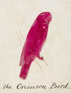 The Crimson Bird, fra Sixteen Drawings of Comic Birds (penn og blekk wc på papir) av Edward Lear