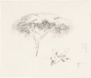 «Umbrella Pine» og andre studier av Edward Lear