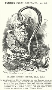 Punch tegneserie: Charles Darwin, engelsk naturforsker og biolog (gravering)