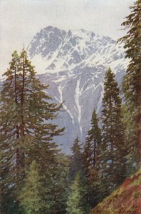 Kotwal fra skogen over Kangan, Sind-dalen