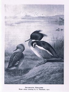 Red Breasted Merganser, Nature in Britain utgitt av Collins, 1946 av Edward Neale