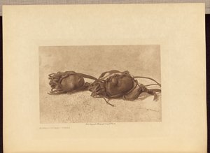  av Edward S. Curtis