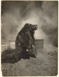 La den lure svartbjørnen danse sin dans av Edward S. Curtis
