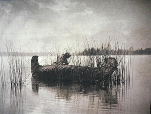 The Rush Gatherer, Montana (s/hvitt bilde) av Edward Sheriff Curtis