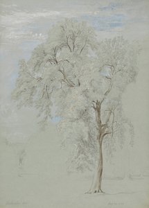 Aske tre av Edward Swinburne