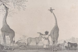 De majestetiske og grasiøse sjiraffene, eller kameleopardene, med noen sjeldne dyr fra gasellen..., 1838.