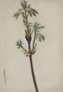 Plantestudie av Edwin Austin Abbey