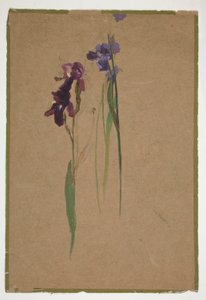 Studie av iris av Edwin Austin Abbey