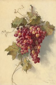Druer mot hvit vegg, 1883. av Edwin Deakin