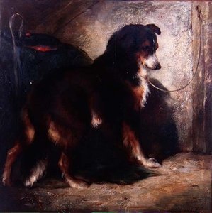 Shepherd