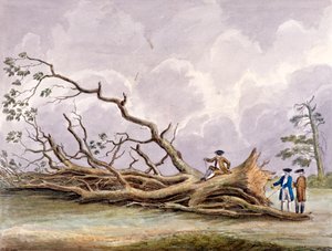 Trær skadet av en storm 15. oktober, Roehampton, London, 1780