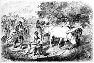 Oxen Hauling Corn, 1800-tallet.