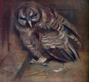 En ung brun ugle, 1907 av Edwin John Alexander