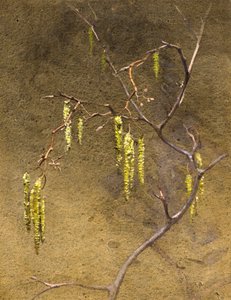 Catkins (akvarell)