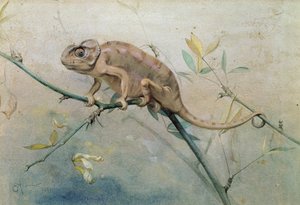 Chameleon, 1901 (wc på papir)